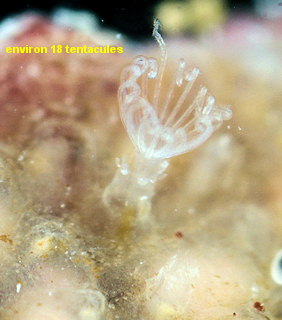 Alcyonidium gelatinosum