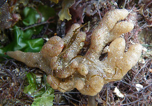 Alcyonidium hirsutum