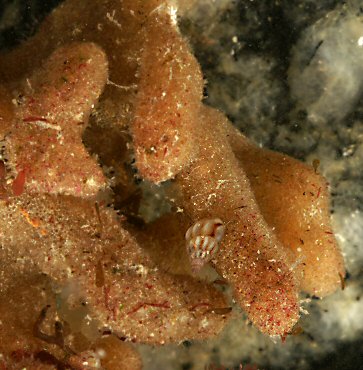 Alcyonidium hirsutum