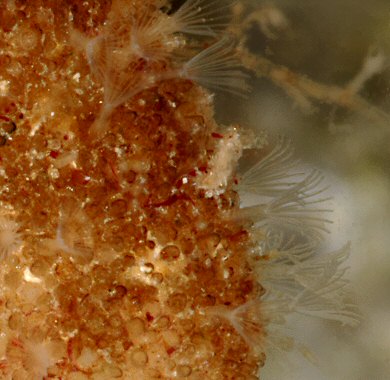 Alcyonidium hirsutum