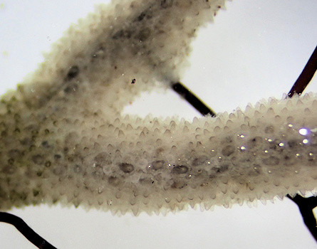 Alcyonidium hirsutum