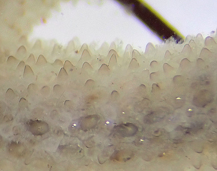Alcyonidium hirsutum