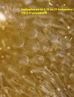 Alcyonidium polyoum