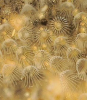 Alcyonidium polyoum