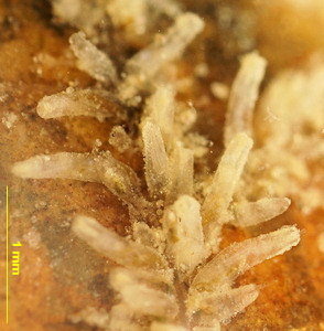 Amathia gracilis
