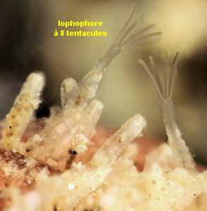 Amathia gracilis
