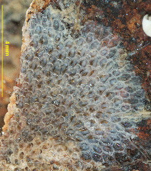 Amphiblestrum auritum