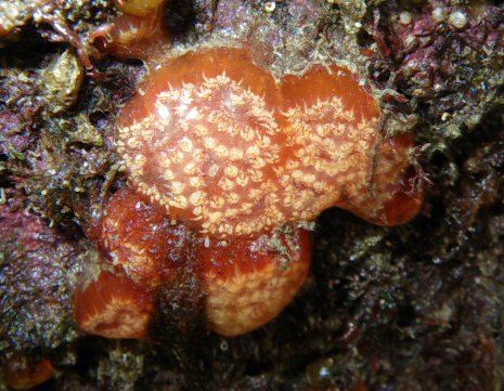 Aplidium nordmanni
