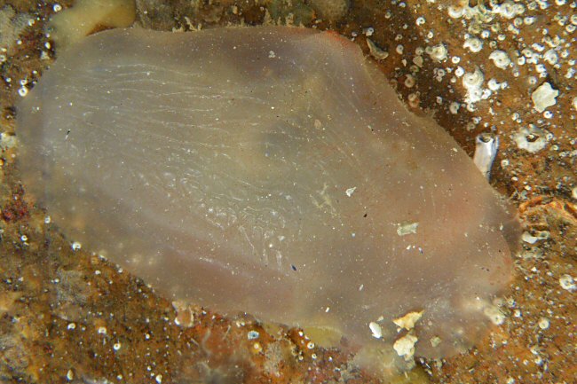 Ascidia mentula