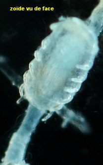 Beania mirabilis