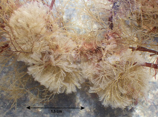 Bicellariella ciliata