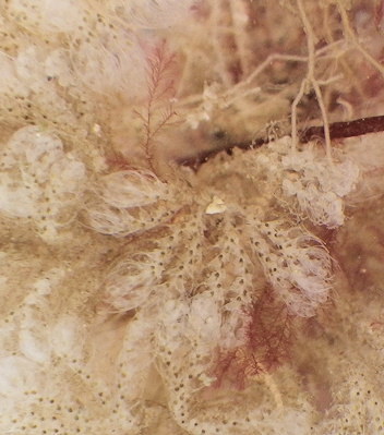 Bicellariella ciliata