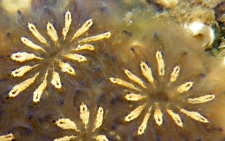 Botryllus schlosseri