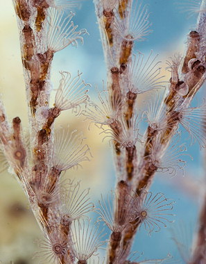 Bugula neritina