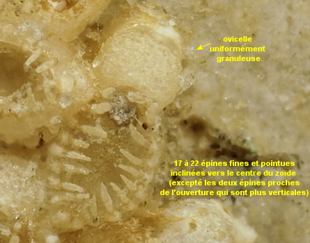 Callopora discreta