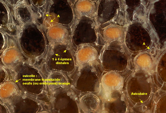 Callopora dumerilii