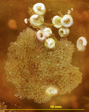 Callopora lineata