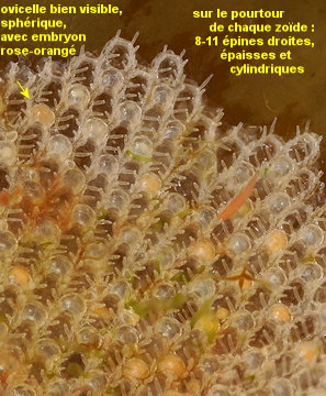 Callopora lineata