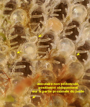 Callopora lineata