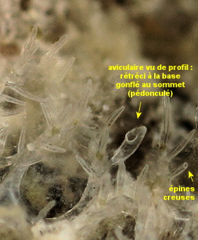 Cauloramphus spiniferum