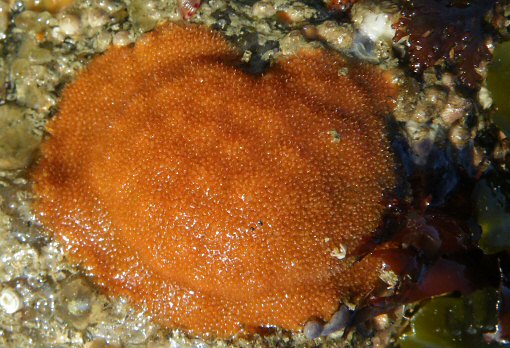 Cellepora pumicosa