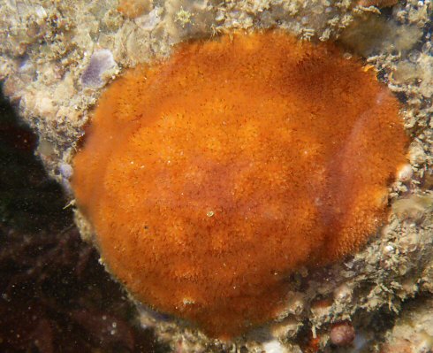 Cellepora pumicosa