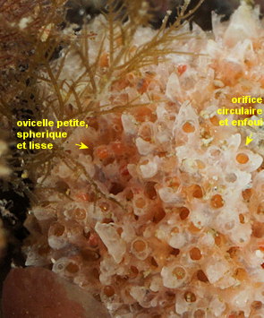Cellepora pumicosa
