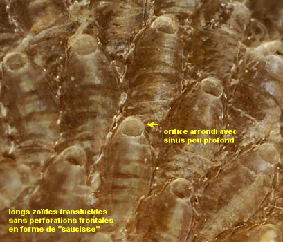 Celleporella hyalina