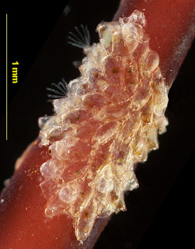 Celleporella hyalina