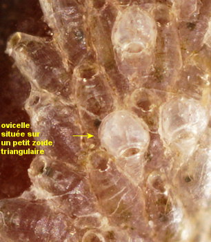 Celleporella hyalina