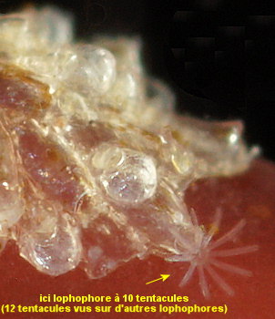 Celleporella hyalina