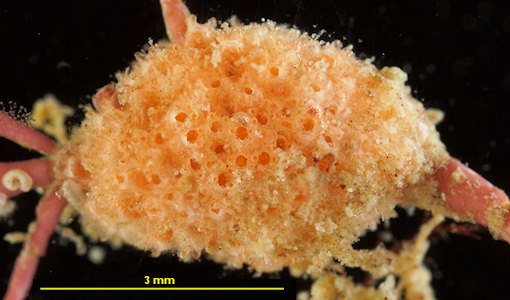 Celleporina hassallii