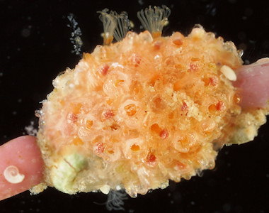 Celleporina hassallii