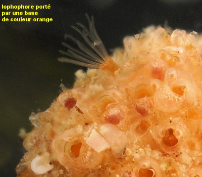 Celleporina hassallii