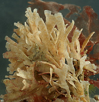 Chartella papyracea