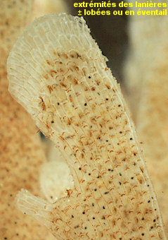 Chartella papyracea