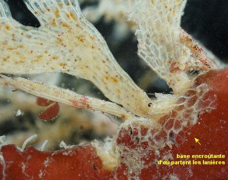 Chartella papyracea