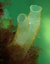 ascidie solitaire : Ciona intestinalis