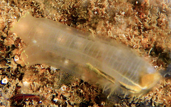 Ciona intestinalis