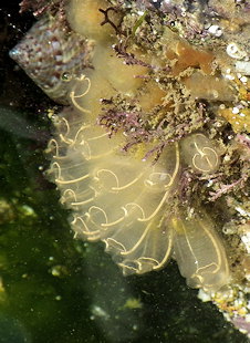 Clavelina lepadiformis