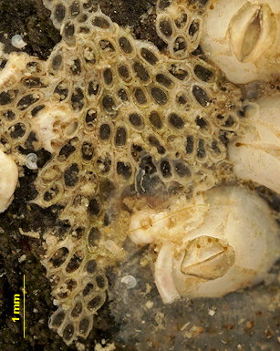 Conopeum reticulum