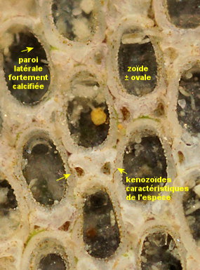 Conopeum reticulum