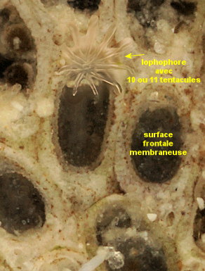 Conopeum reticulum