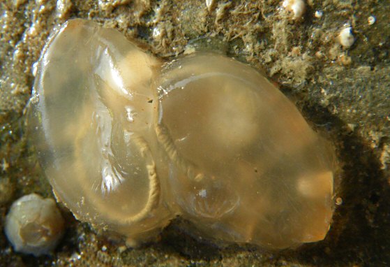 Corella eumyota