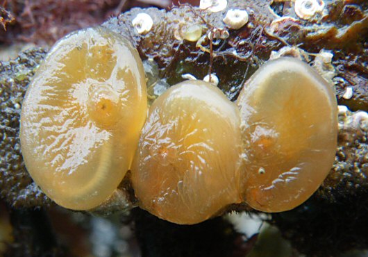 Corella eumyota