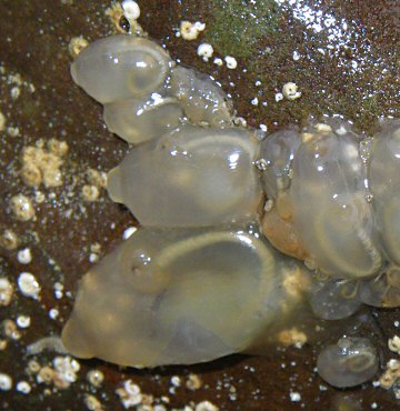 Corella eumyota