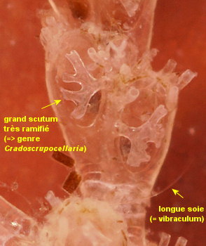 Cradoscrupocellaria ellisi