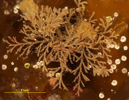 Cradoscrupocellaria ellisi