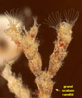 Cradoscrupocellaria ellisi