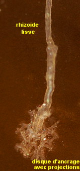 Cradoscrupocellaria ellisi